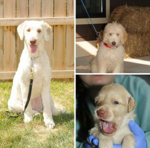 Service Dog Goldendoodle