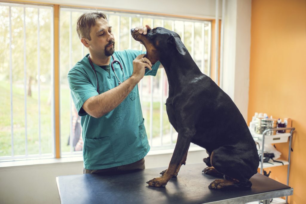 An Owner’s Guide to Periodontal Disease in Pets