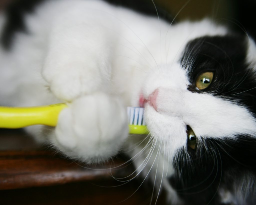 Home Pet Dental Care: The Key to a Healthy Mouth