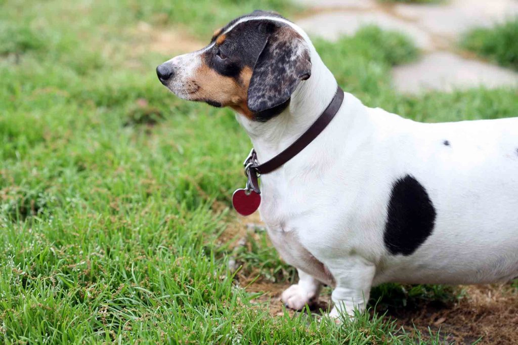 pet microchipping