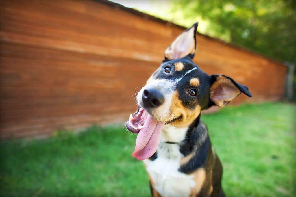 Happy Dog With Tongue Sticking Out Of Mouth