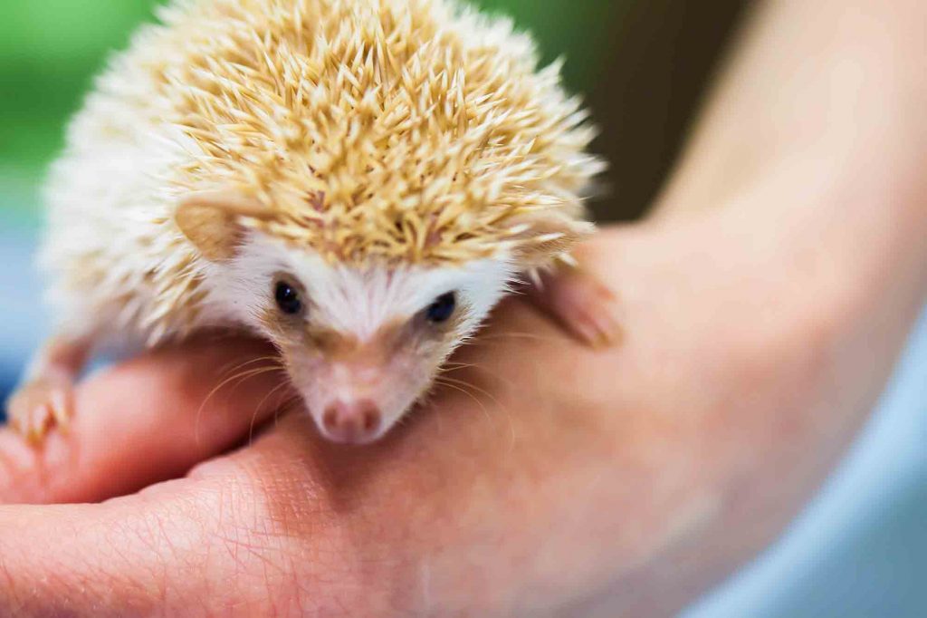 Exotic Pet Wellness Care