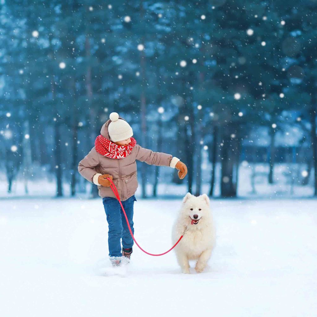 Child Walking Through Snow With White Dog On A Leash