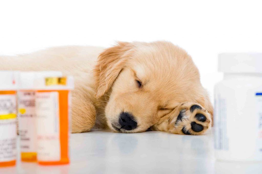 Sleeping Puppy Surrounded By Prescription Drug Bottles