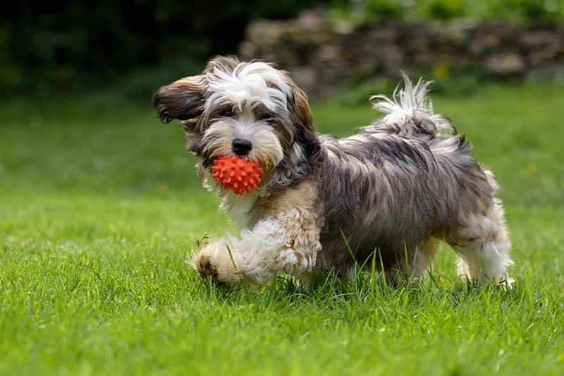 Dog Running Through Grass With Ball In Mouth