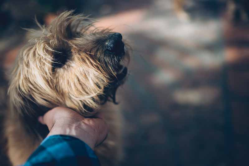 Dog Being Pet On The Neck