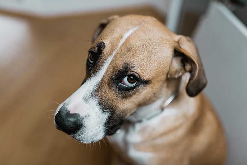 Dog Looking Up With Sad Eyes