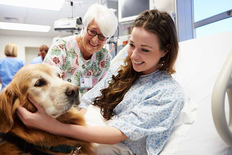 Girl In Hospital Bed Happily Petting Golden Retriever.