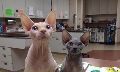 Sphynx kittens
