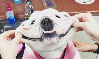 Dental Care Dental Care Services