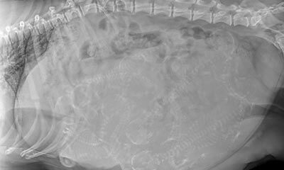 Diagnostics Diagnostic Services