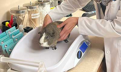 Avians and Exotics Avians and Exotics Services