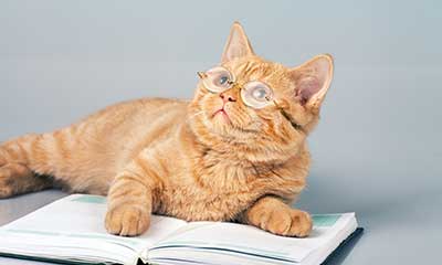 Cat reading book