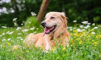 Wellness Care Wellness Care Services