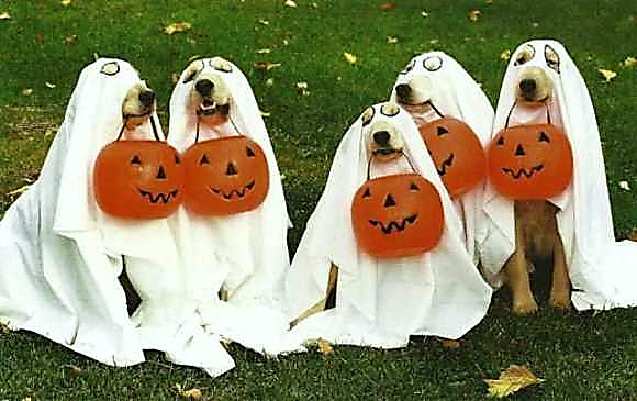Halloween Horrors | Dupont Veterinary Clinic
