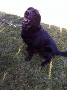 Patient Spotlight – Ruby The Guide Dog