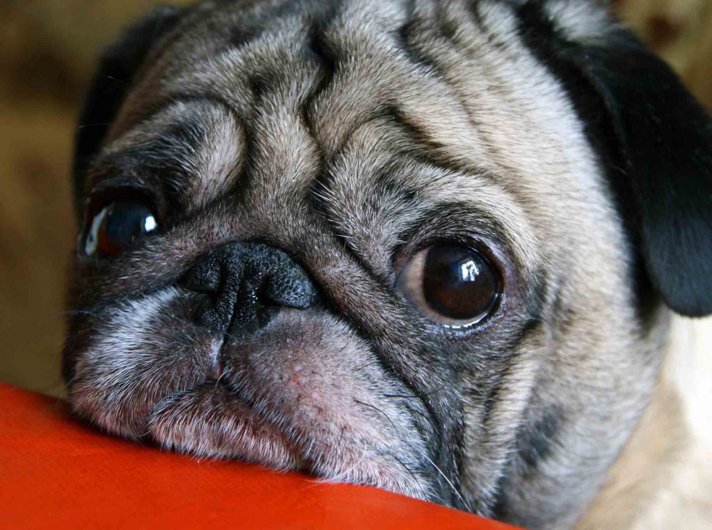 Much Ado About the Canine Flu