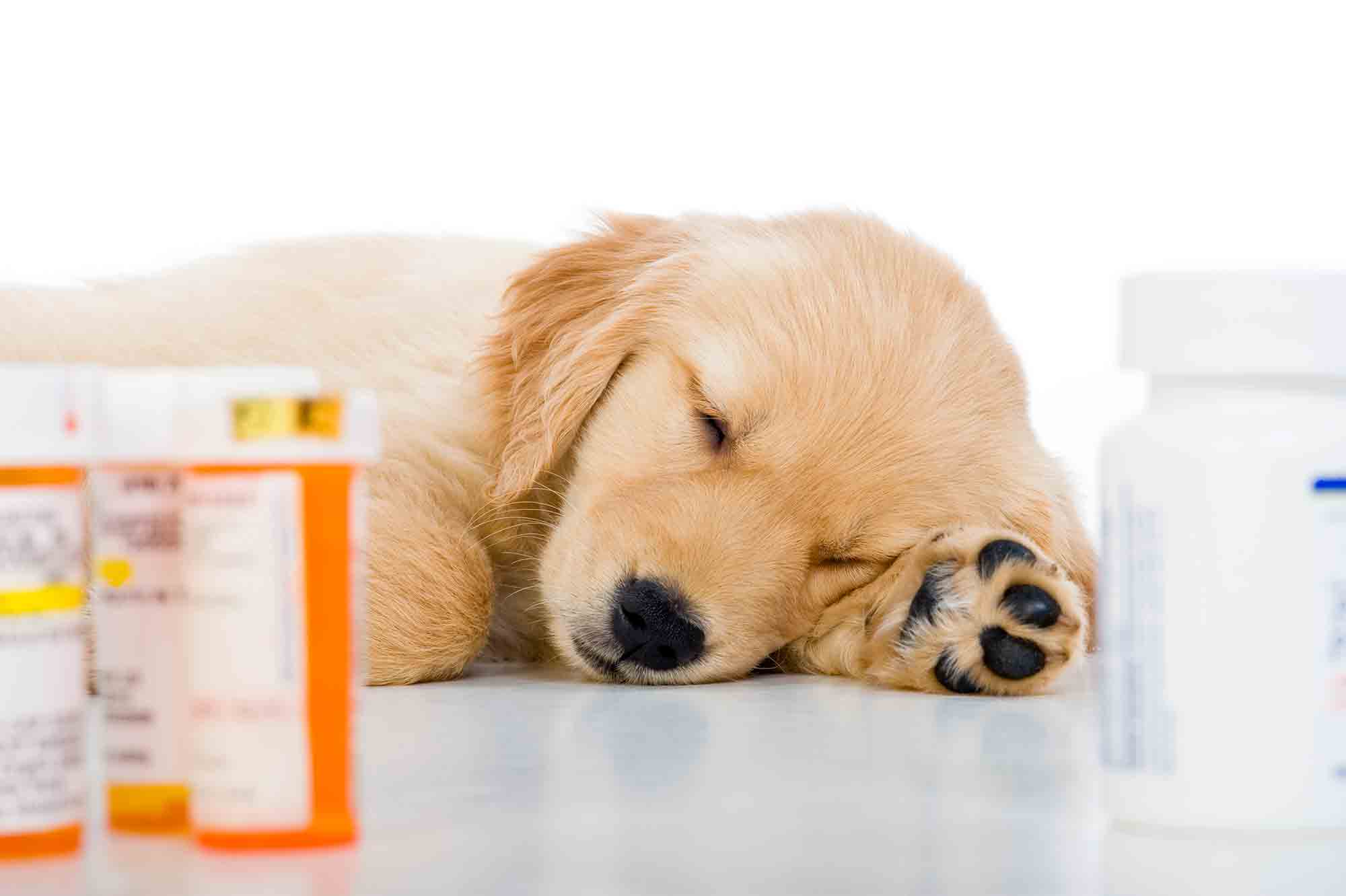 Pet And Toxic Substances Archives Dupont Veterinary Clinic