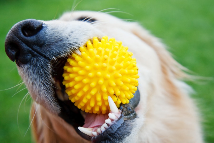 Safe Chew Toys For Your Pet