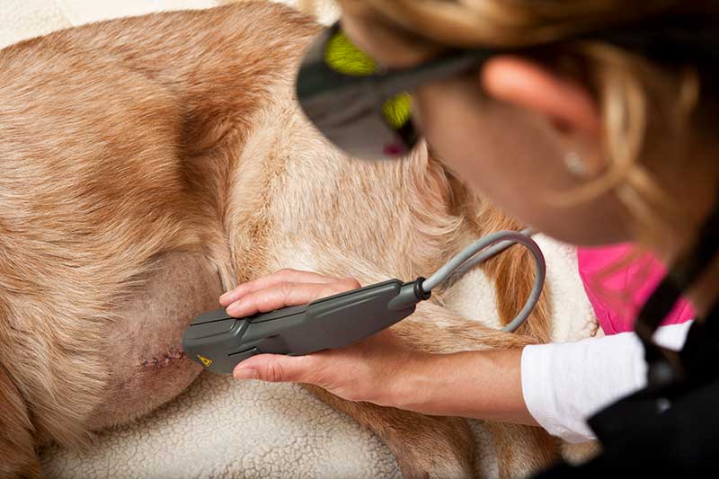 The Light Fantastic: Laser Therapy for Pets