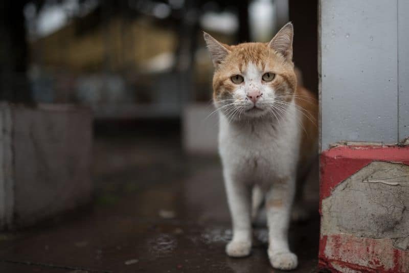 The Golden Years: How To Take Great Care of Your Senior Pet