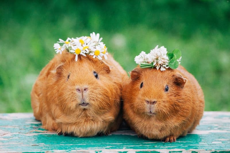 Cuteness Overload: Guinea Pig Care and Keeping