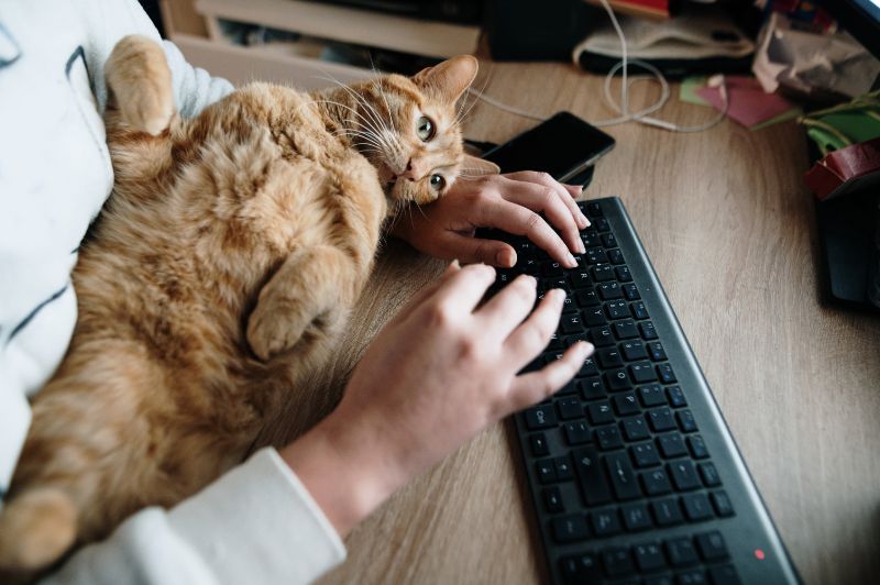 A cat lies on the keyboard as someone tries to type.