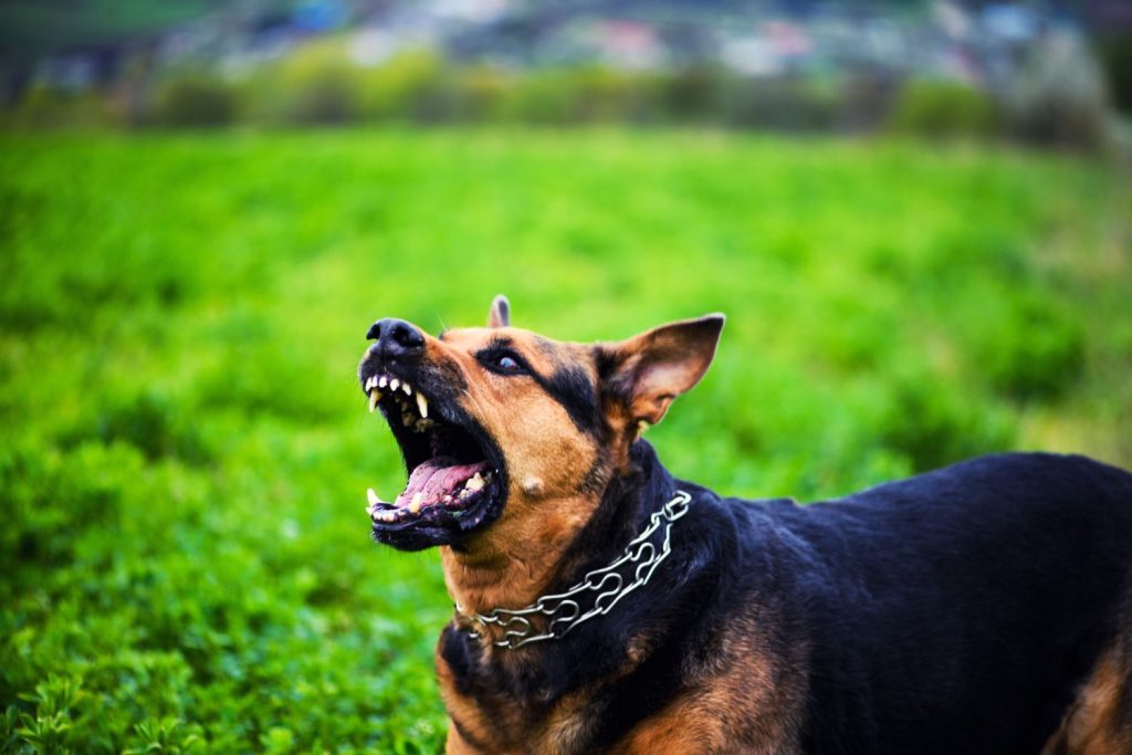 Fort Wayne, Indiana dog acting aggressive.