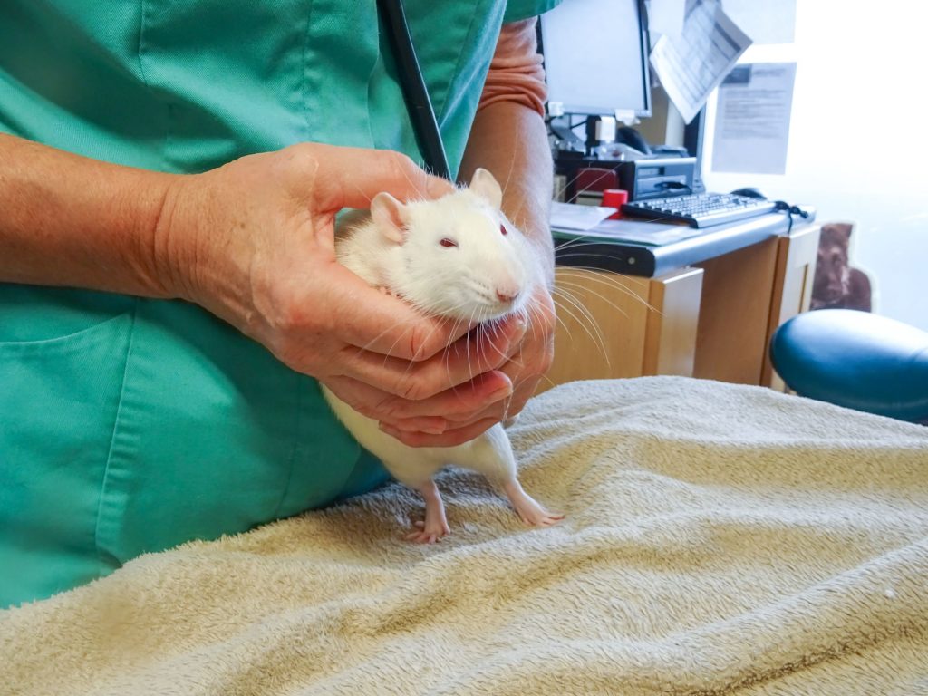 Veterinarian holding pet rat.