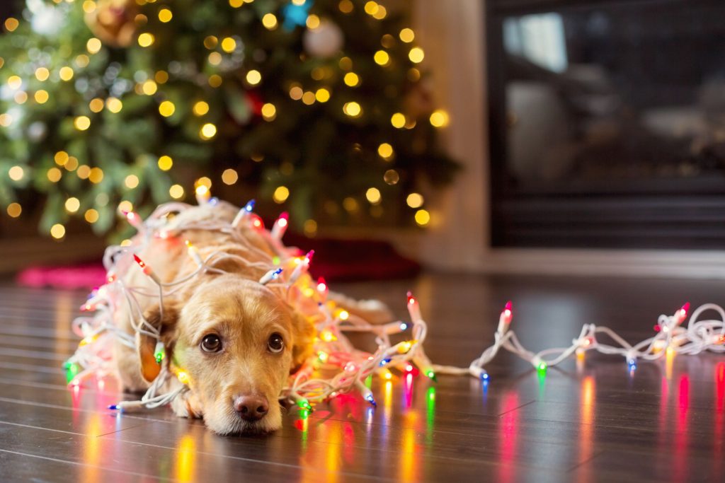 Holiday pet safety.