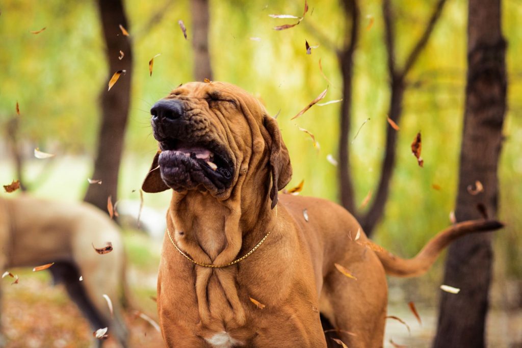 A wrinkly Brazilian Mastiff sneezing.