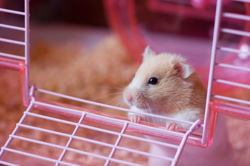 Are Hamsters a 'Good Pet'?