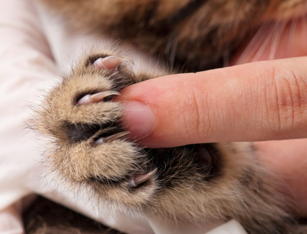 Kitten claws holding a finger.