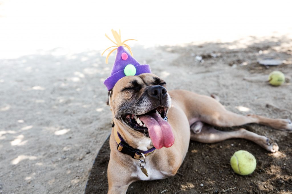 A three-legged dog in a party hat.