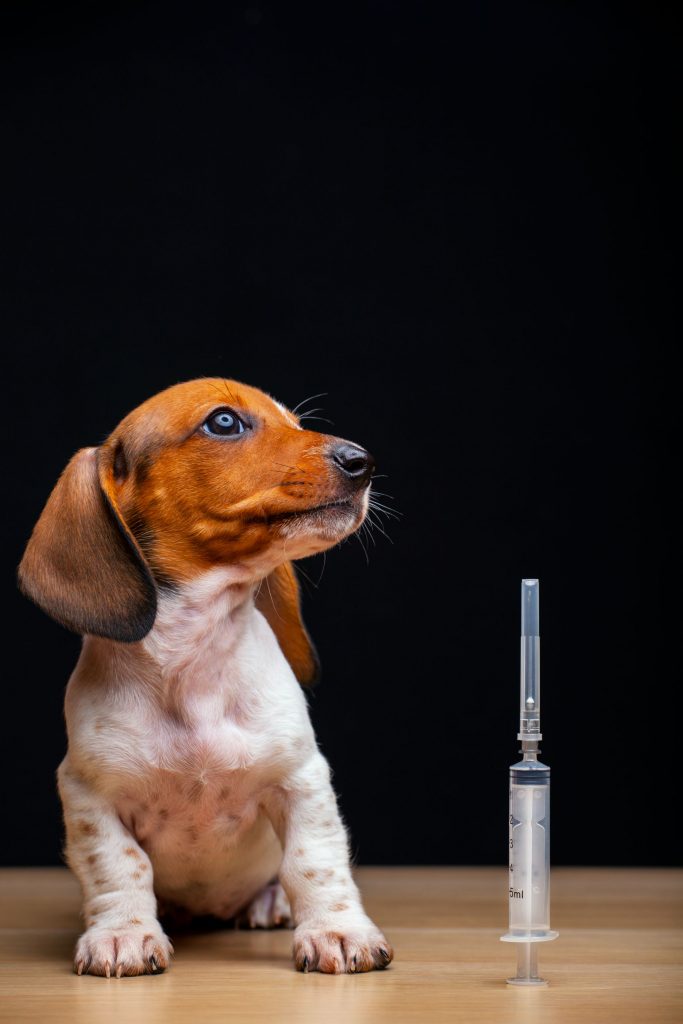 A dog next to a syringe.