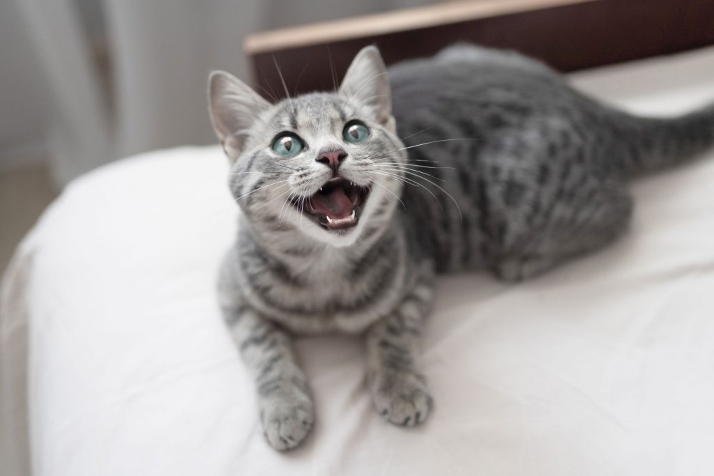 A grey tabby looks excited.