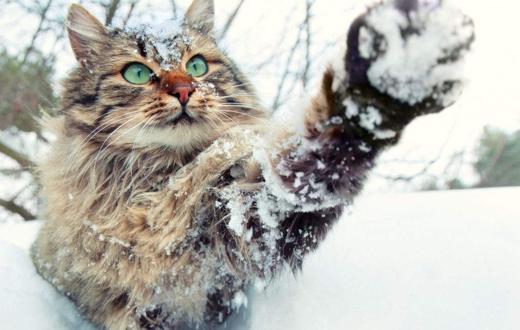 A cat playing in snow