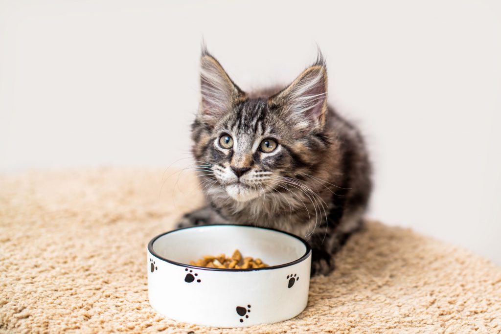 A grey tabby Maine coon kitten sits by his food bowl..