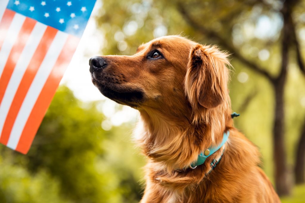 A red dog looking at the American flag.