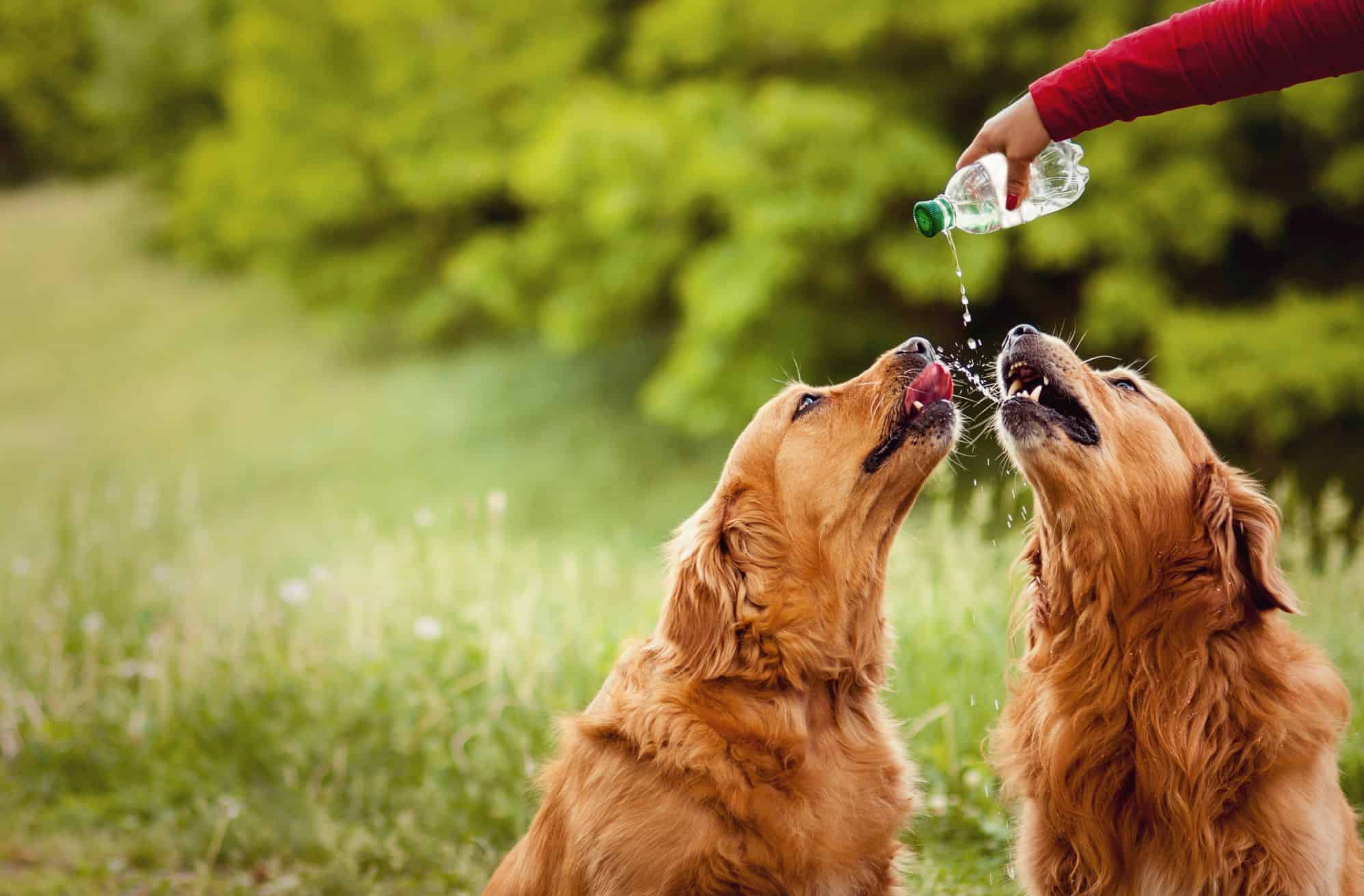 Never Leave Your Pet in a Hot Car During Summer (and Other Summer Safety Tips for Pets)