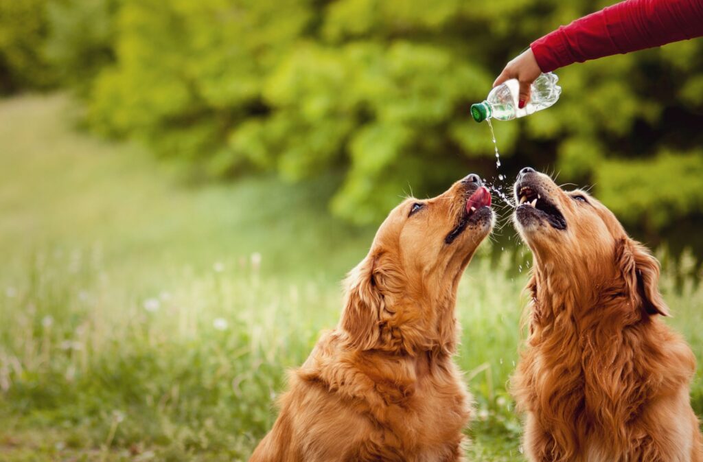 Two dogs drinking from water bottle.