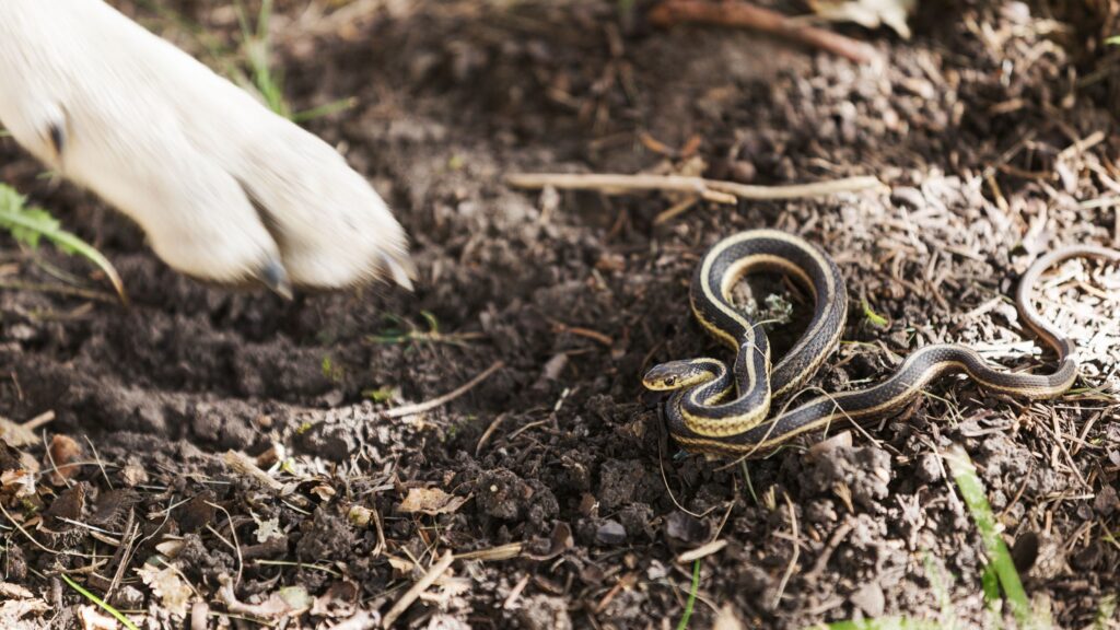 When to Call the Vet for a Suspected Snake Bite