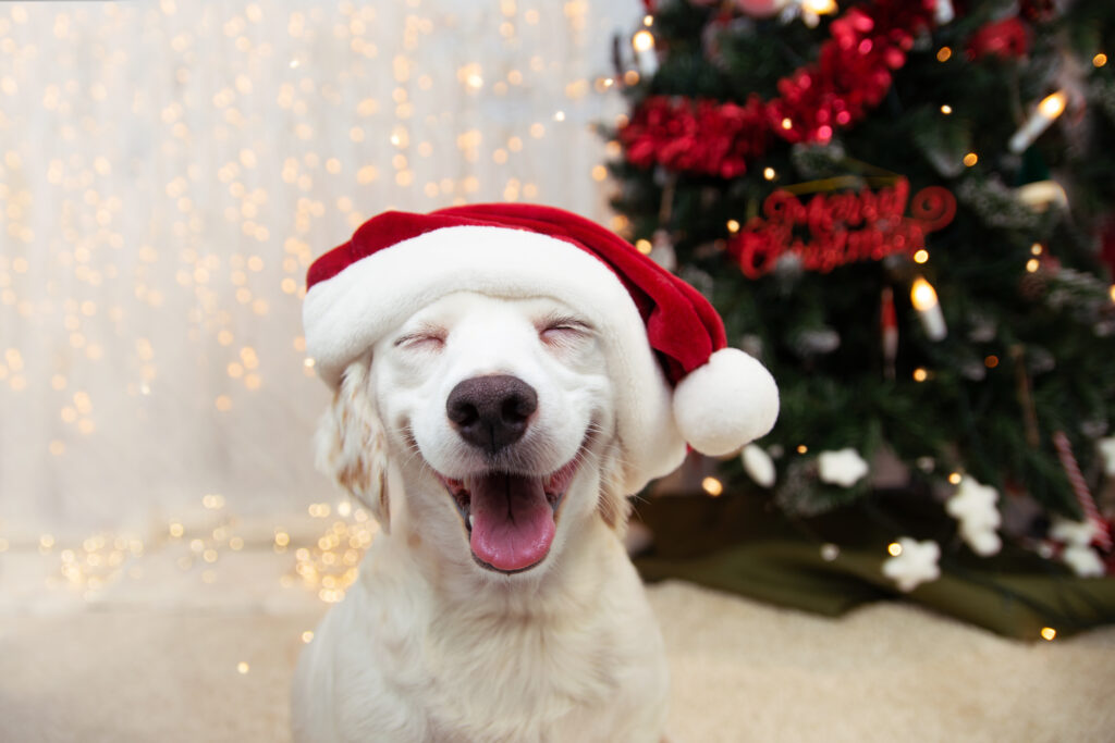 Holiday Pet Safety Tips