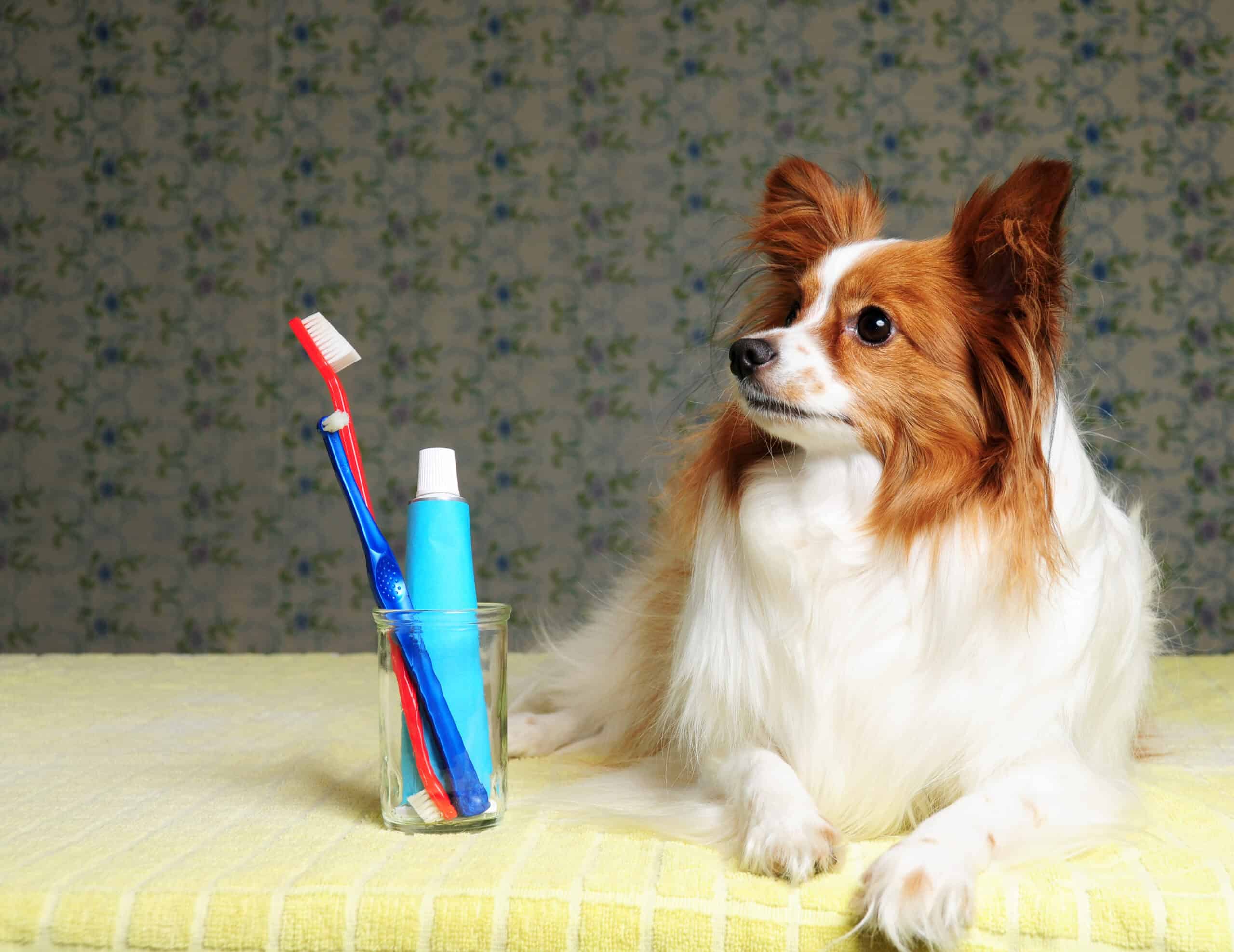 February Is Dental Month!