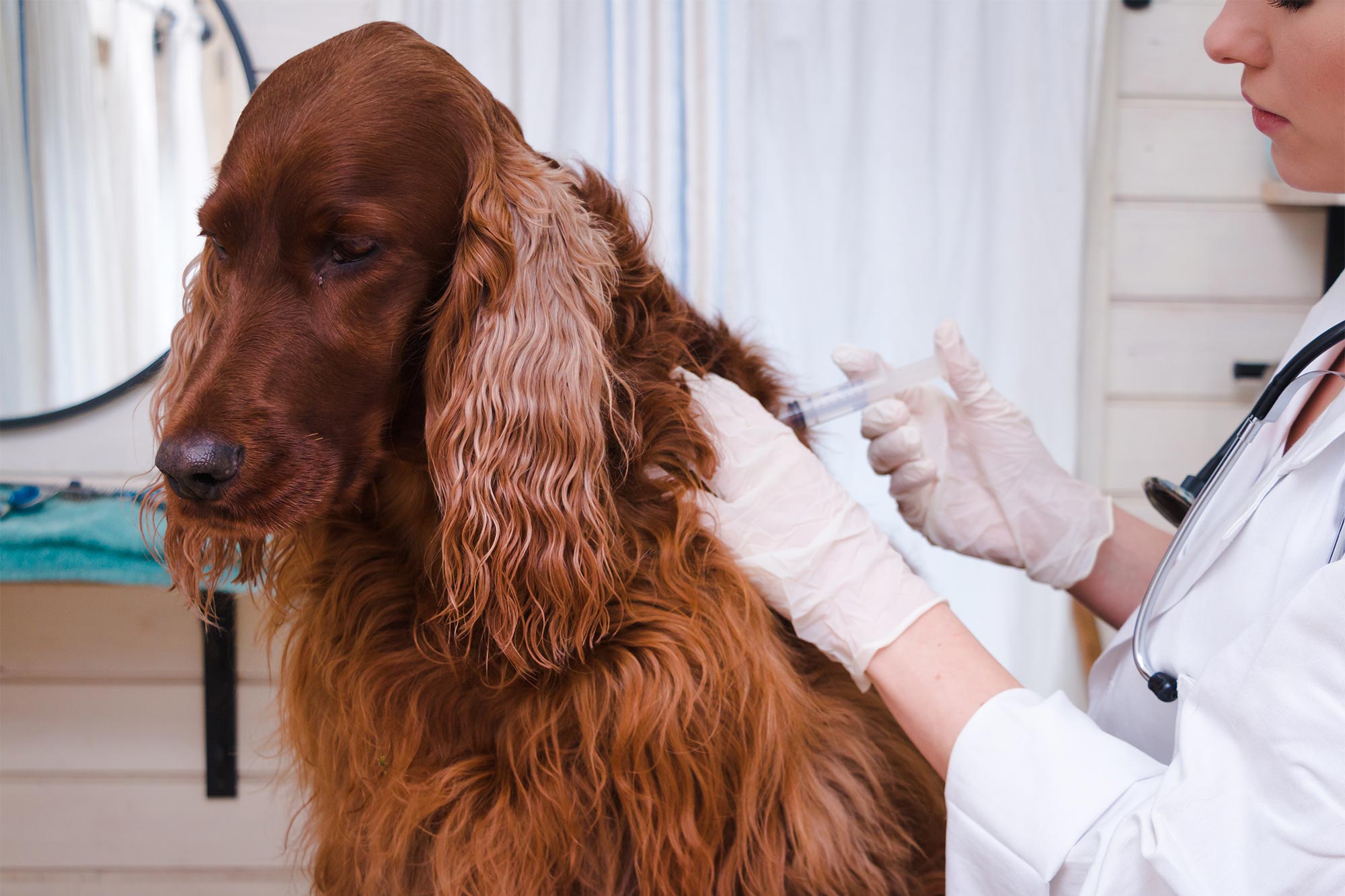 dog getting vaccine