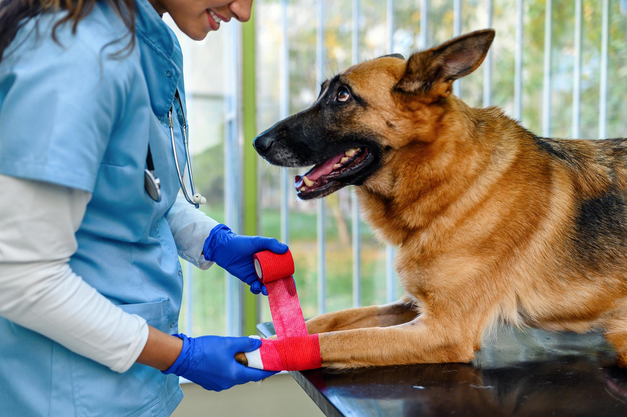 Dog after getting blood taken