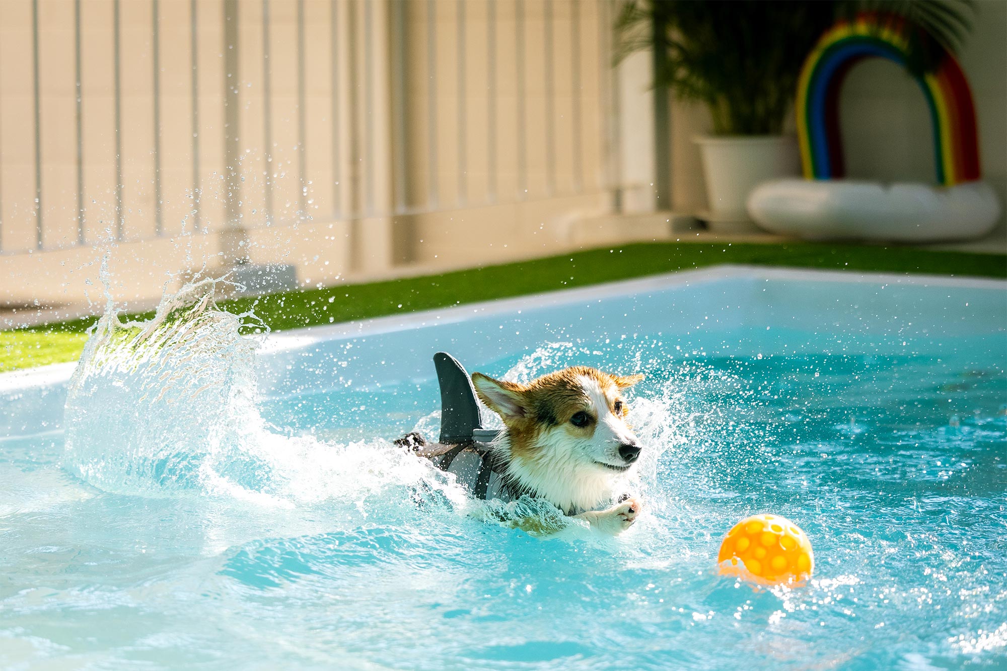 dog in swimming pool with a ball