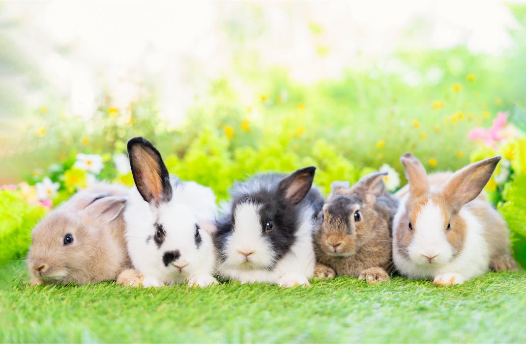 five young rabbits.