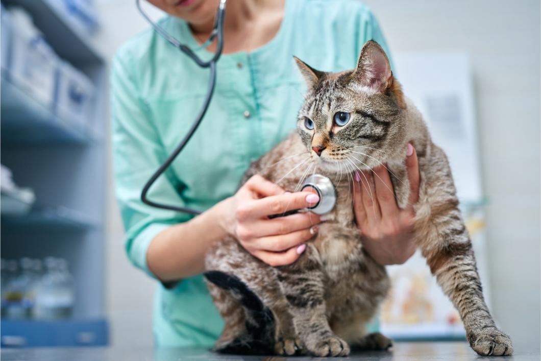 Cat at vet.
