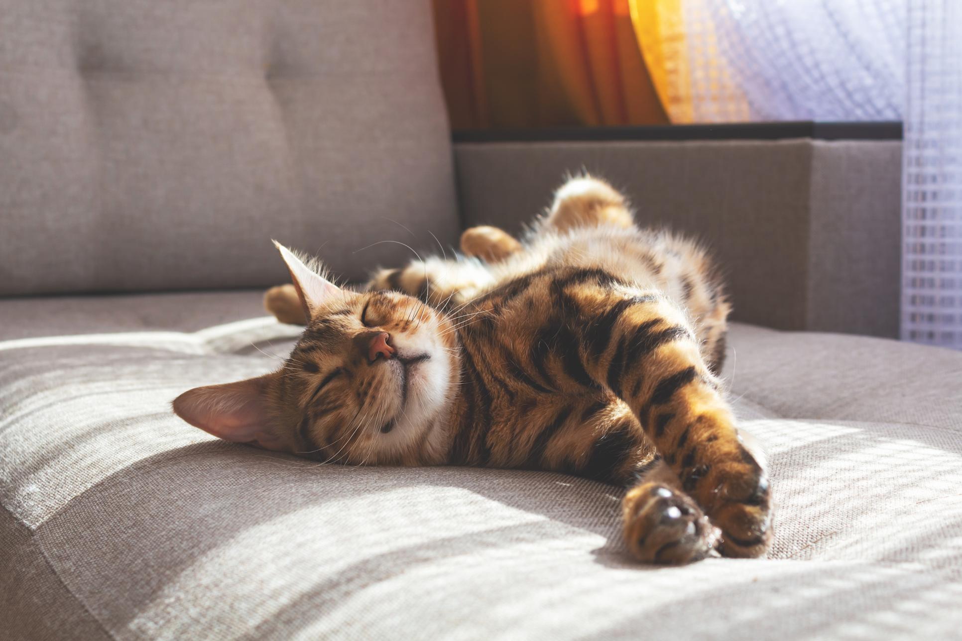 Preventive Care Tailored for Indoor Cats: Why Lifestyle Matters at Dupont